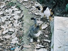 -宝通禅寺
