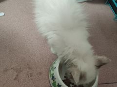 -宠福鑫康馨动物医院·骨科·眼科