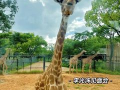 -上海野生动物园