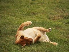 -西安秦岭野生动物园