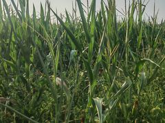 -汉长安城未央宫国家考古遗址公园