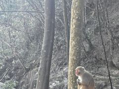 -姑婆山旅游区