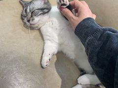 -藏猫猫咖啡主题馆(中央大道店)