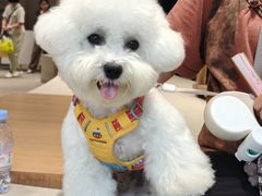 -翊宠yipet猫狗购宠庄园犬舍•猫舍