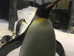 -悉尼海洋生物水族馆