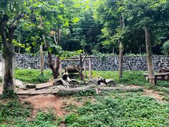 -都江堰中华大熊猫苑