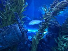 -芜湖新华联大白鲸海洋公园