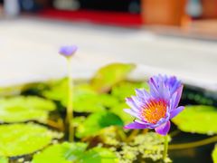 -国恩寺