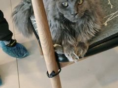 -平行世界·猫咖(首经贸店)