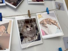 -瑞派康怡24h宠物医院·犬猫医疗中心·微创绝育(瑞景分院)