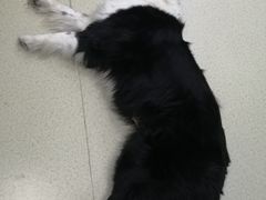 -美联众合宠物医院·爱萌分院·内外科·猫科中心