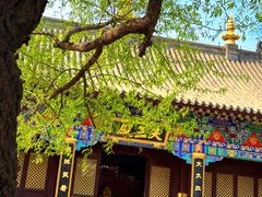 -护国法轮寺