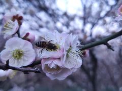 -南京古林公园