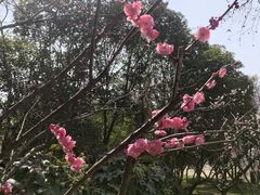 -无锡梅园公园