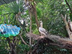 -广州长隆飞鸟乐园