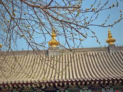 -护国法轮寺