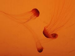 -沈阳海洋探索中心