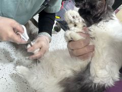 -宠爱国际动物医院·消化内科·心肾内科·ISFM猫友好(望京店)