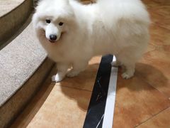 -more than meow吴止猫主题餐厅(承德 中船汇店)