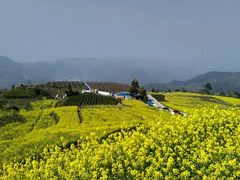 -桑洲油菜花景区