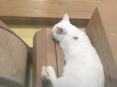 -吉丁鸟咖·异宠·寄养