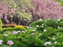 -洛阳市隋唐城遗址植物园