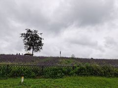 -大塘金香草谷
