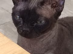 -楼上猫咖(罗湖店)