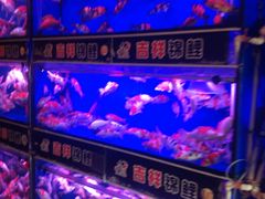 -山东柏宁水族批发广场