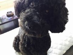 -唐小姐の猫狗洗护·购宠旗舰店(周浦万达店)