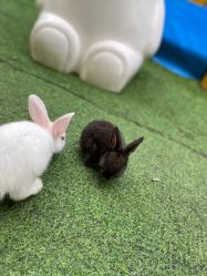 -萌宠亲子动物乐园(槐房万达店)