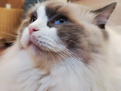 -MOCHA明星猫咖(田子坊店)