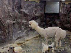 -上海大自然野生昆虫馆(东方明珠·爬宠昆虫探索中心)
