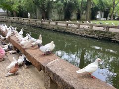 -西园戒幢律寺