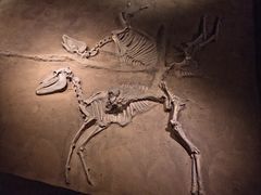 -洛阳周王城天子驾六博物馆