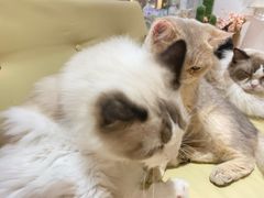 -1013 PET SHOP精品宠物商店(丁香店)