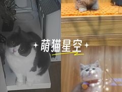 -欣宠猫屋·矮脚拿破仑·蓝金金渐层