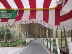 -合肥滨湖国家森林公园