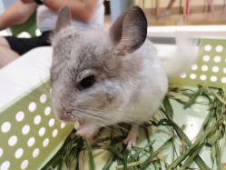 -Moni星球萌宠·小马宝莉·灵蛇·高端高阶全萌宠互动体验俱乐部(红豆国际广场店)