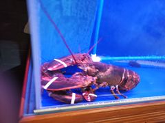 -忆江南·临江鱼馆