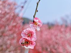 -无锡梅园公园