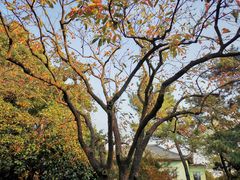 -浙江西子宾馆·瑶园咖啡厅