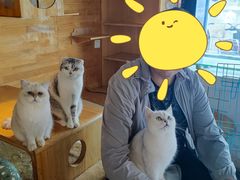 -喵屿·大理花园猫咖