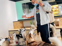 -Husky Go! 哈士奇体验馆·宠物咖啡厅狗咖