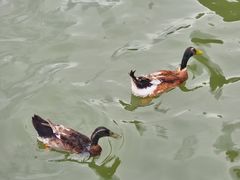 -海珠湖公园