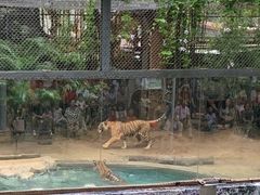 -清迈夜间动物园