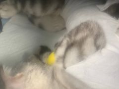 -纳吉亚猫专科动物诊疗中心(蒋宅口分院)