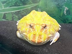 -上海大自然野生昆虫馆
