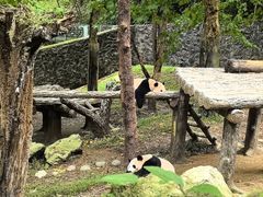-都江堰中华大熊猫苑