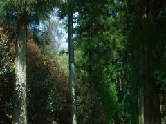 -天目山大树王景区